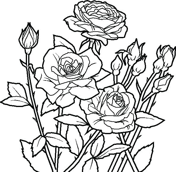 rose flower coloring pages printable