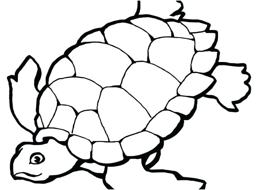 Turtle Coloring Pages PDF - Coloringfolder.com