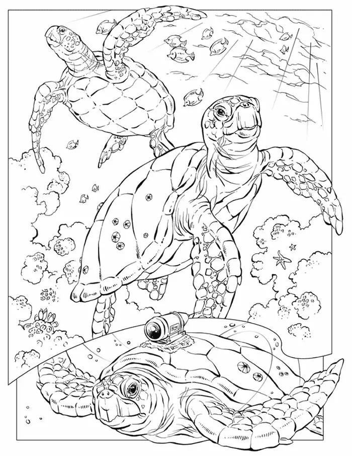 adult sea turtle coloring pages