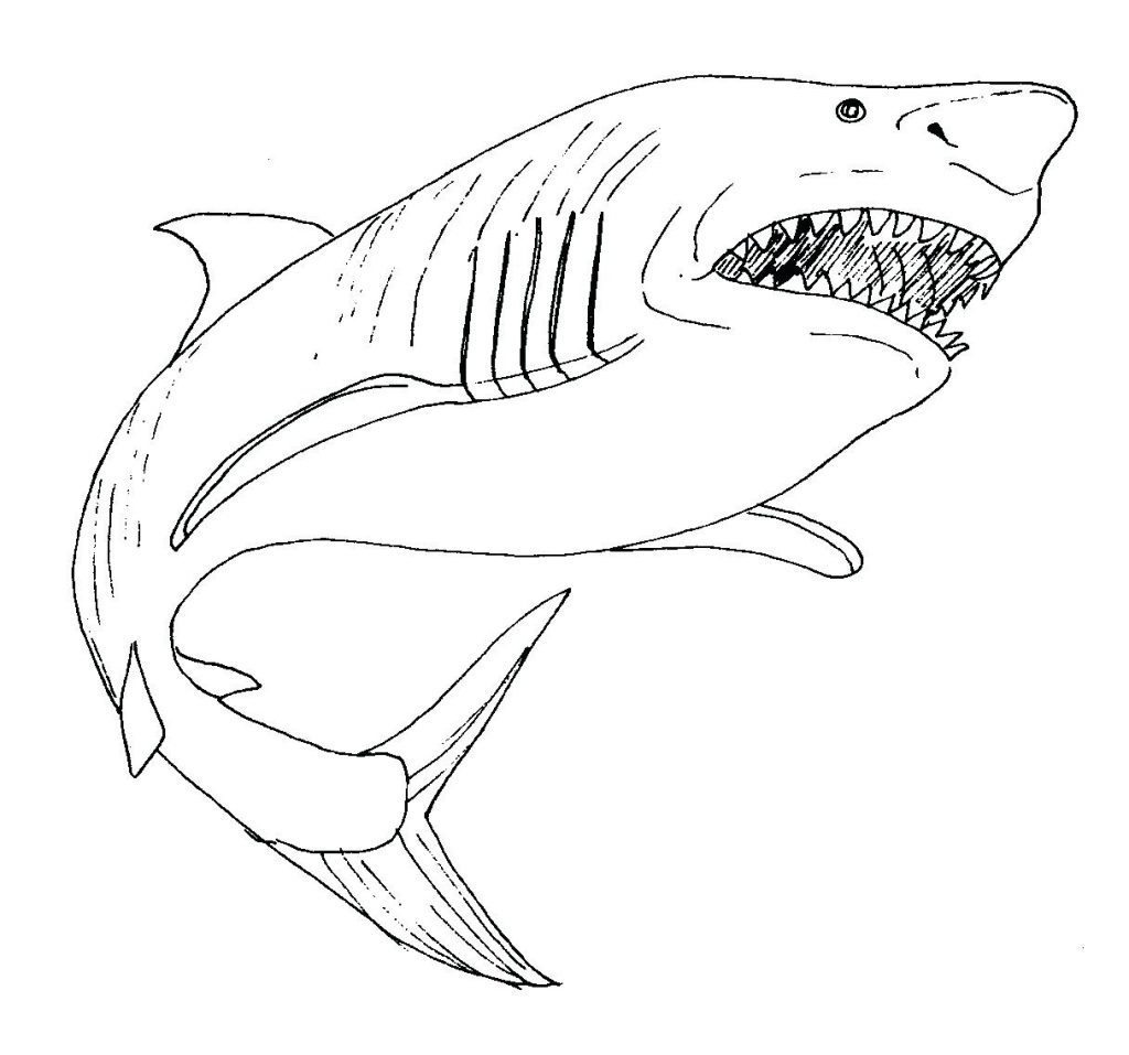 shark coloring pages for preschoolers