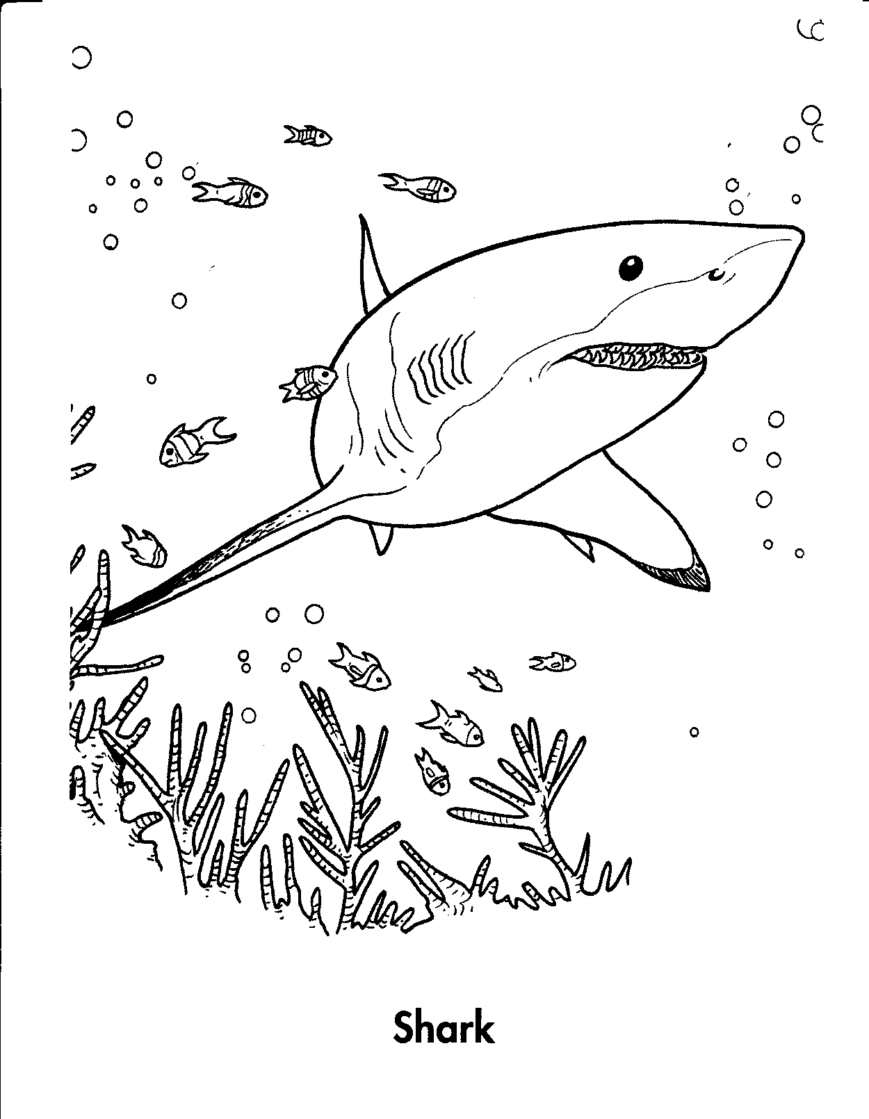 shark coloring pages to print