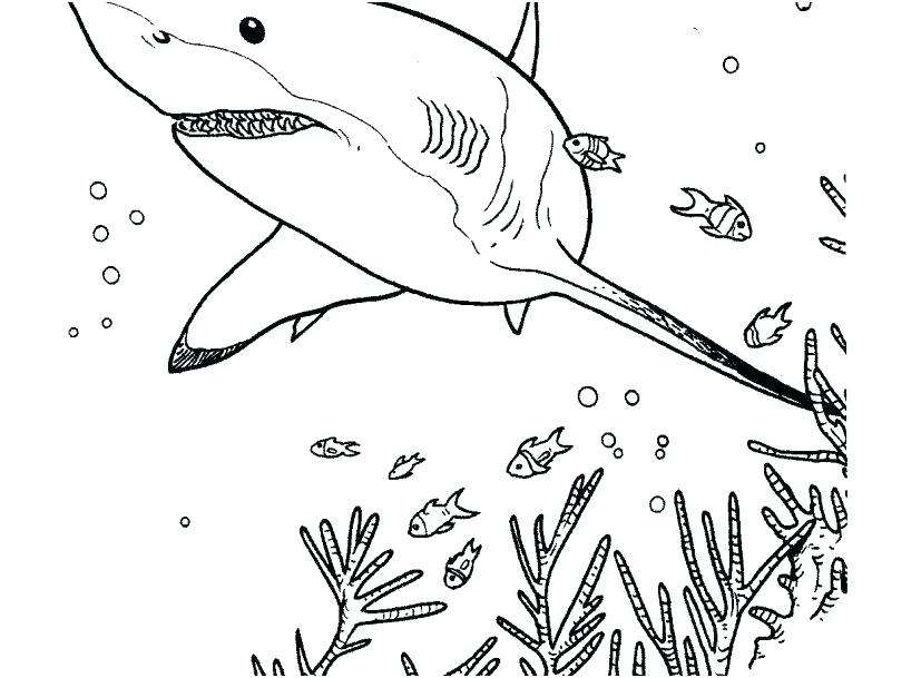 shark pictures coloring pages