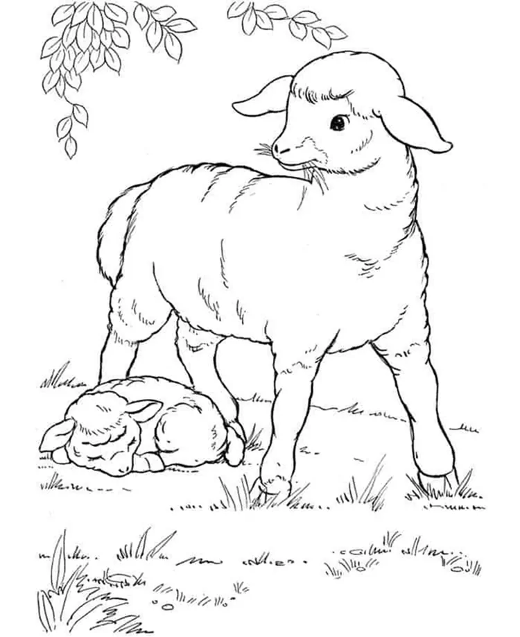cute sheep coloring pages