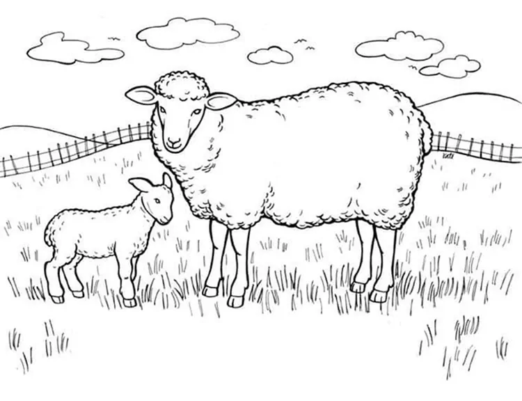 sheep animal coloring pages