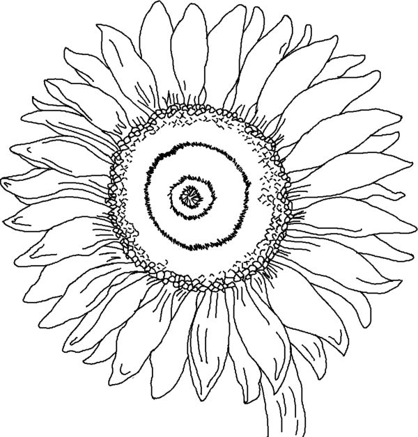 sunflower coloring page