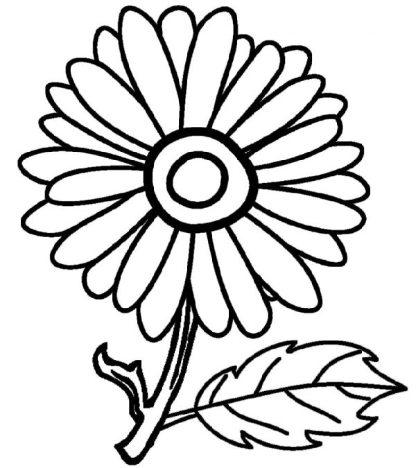 sunflower coloring page