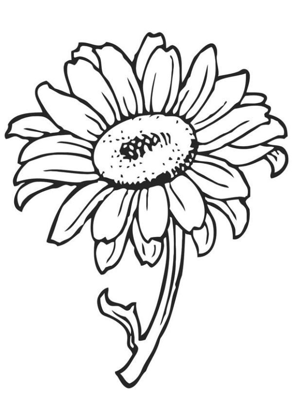 sunflower to color