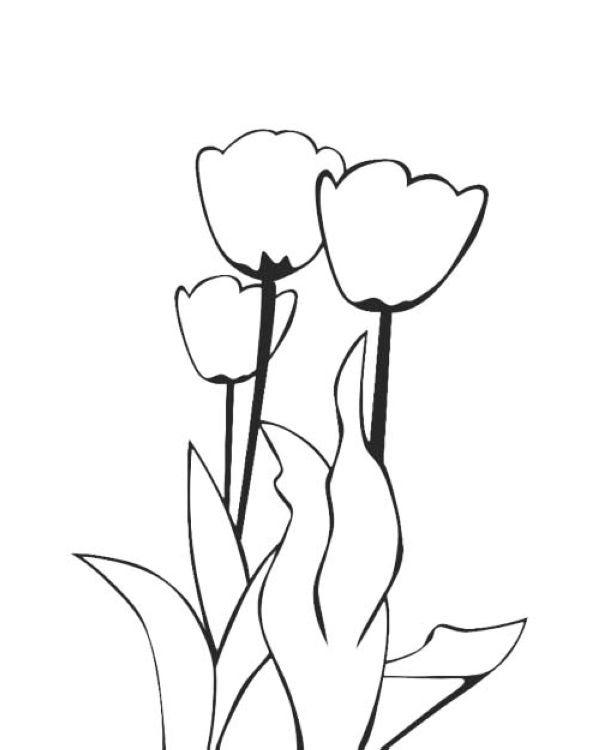 tulip plant coloring page