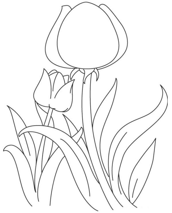 tulip spring coloring sheet printable