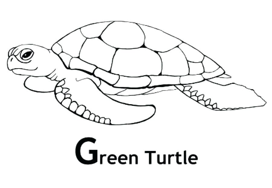 turtle coloring book pages