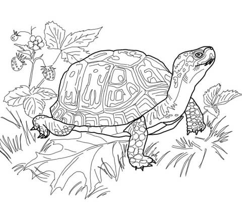 turtle coloring pages printable