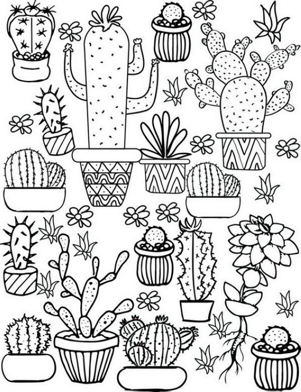 types of cactus and colorful succulents clipart pages