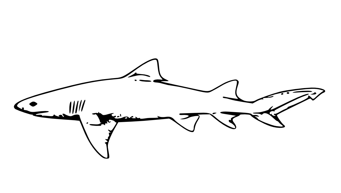 whale shark coloring pages