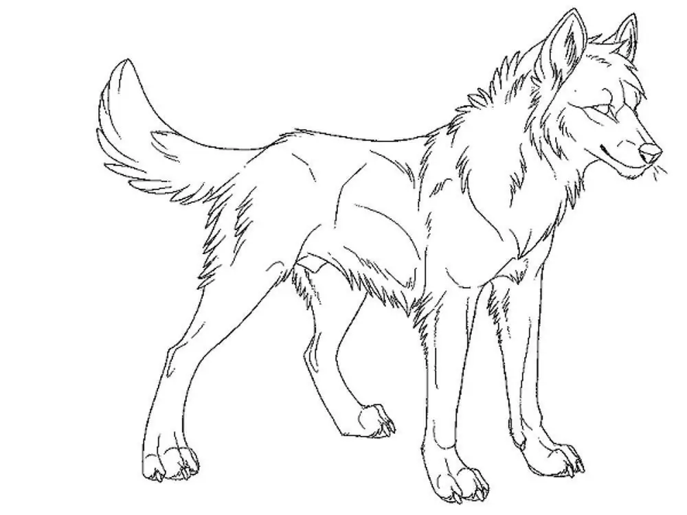 grey wolf coloring pages