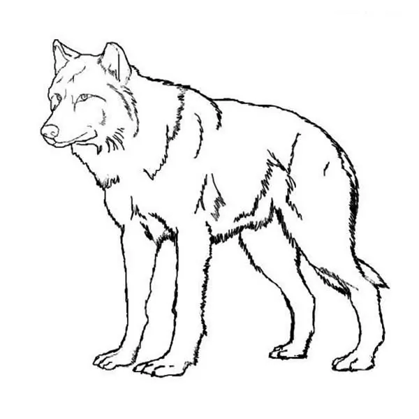 wolf coloring pages printable
