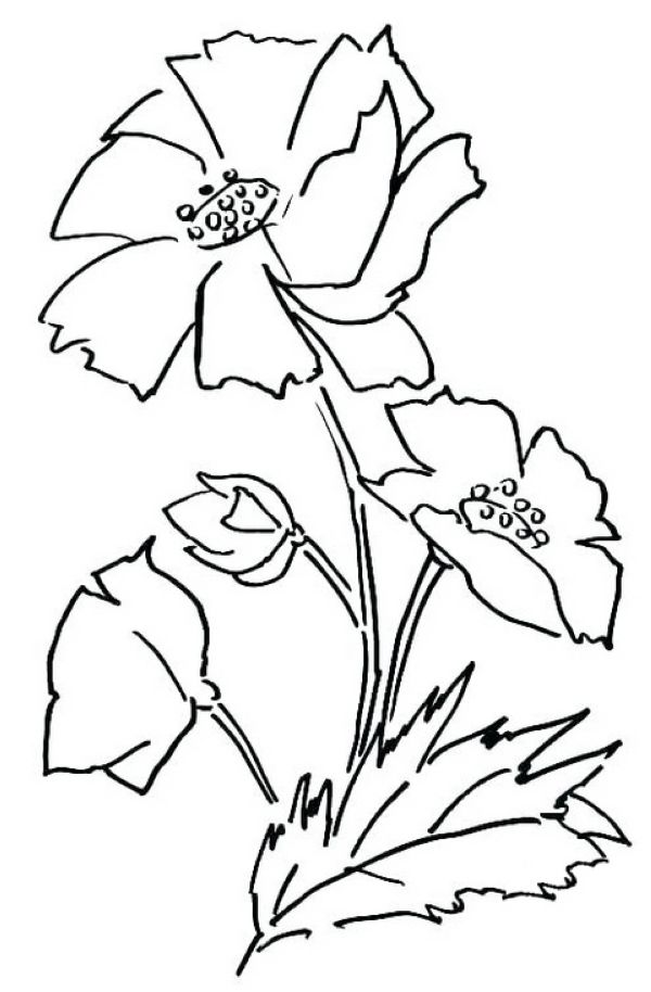 yellow single poppy flower coloring pages