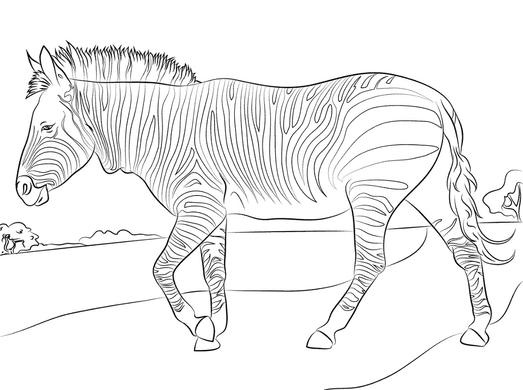 zebra coloring pages for adults